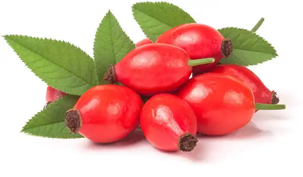 Can Rose Hip Extract Powder Help Improve Skin Elasticity?